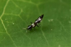 Aeolothrips