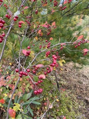 Aronia arbutifolia