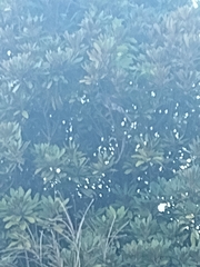 Hypsipetes amaurotis