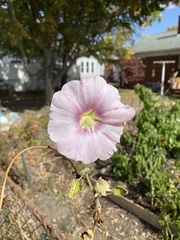 Alcea rosea