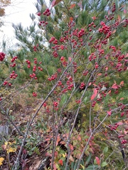 Aronia arbutifolia