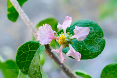 Malpighia diversifolia