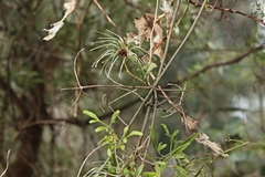 Clematis microphylla