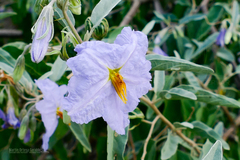 Solanum hindsianum