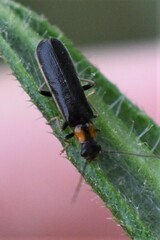 Rhagonycha lineola
