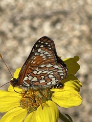 Euphydryas chalcedona hennei