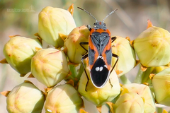 Lygaeus kalmii kalmii
