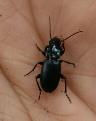 Pterostichus