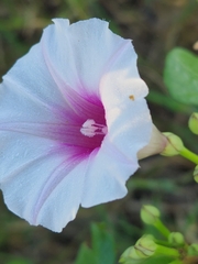 Ipomoea amnicola