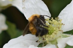Andrena milwaukeensis