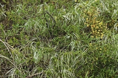 Clematis microphylla