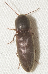 Agriotes sordidus