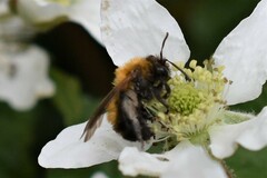 Andrena milwaukeensis