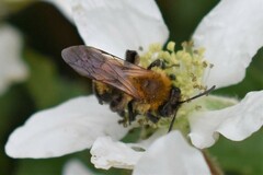 Andrena milwaukeensis
