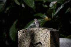 Muscicapa griseisticta