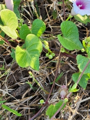 Ipomoea amnicola