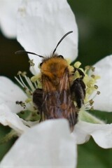 Andrena milwaukeensis