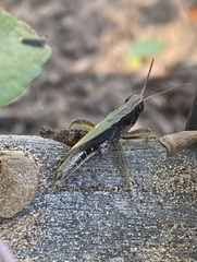 Dichromorpha viridis