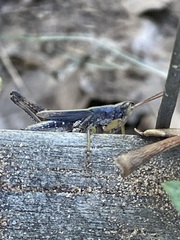 Dichromorpha viridis