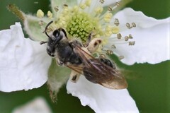 Andrena crataegi