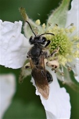 Andrena crataegi