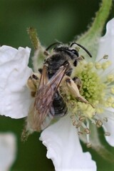 Andrena crataegi