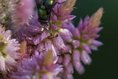 Solenopsis xyloni