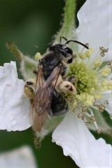 Andrena crataegi