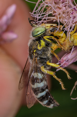 Bembix americana spinolae