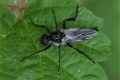 Bibio albipennis