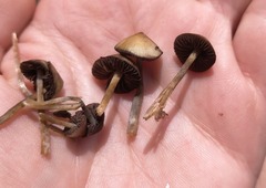 Psilocybe