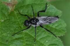 Bibio albipennis