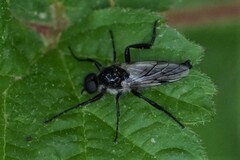 Bibio albipennis