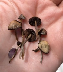 Psilocybe