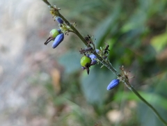 Dianella