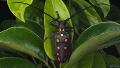 Batocera parryi