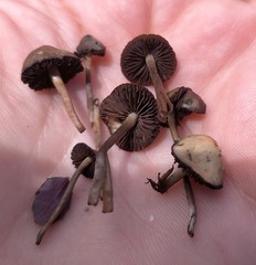 Psilocybe