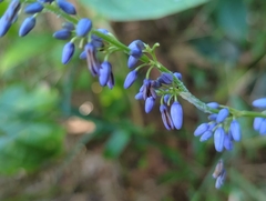 Dianella
