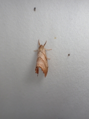 Drepana bilineata