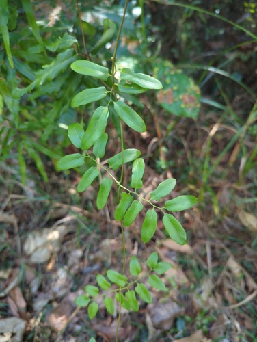 Lygodium reticulatum (Lygodium reticulatum)