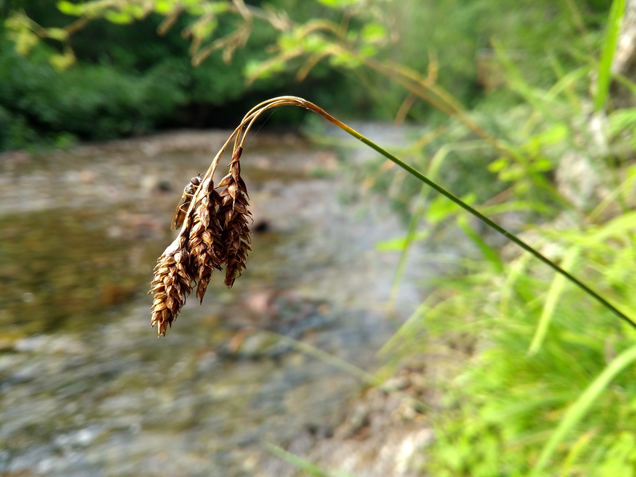 Carex atratiformis