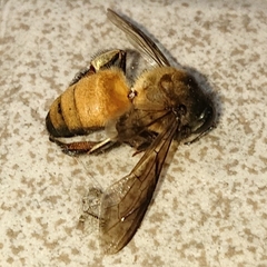 Apis dorsata