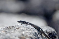 Iberolacerta monticola