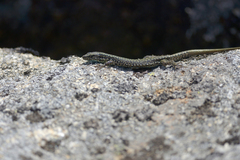 Iberolacerta monticola