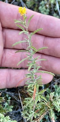 Oenothera serrulata