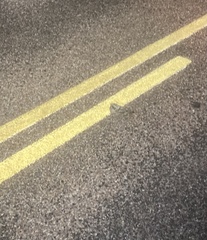 Phalaenoptilus nuttallii