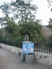 Semnopithecus entellus