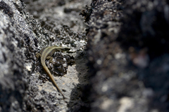 Iberolacerta monticola