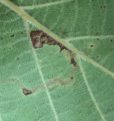 Stigmella betulicola