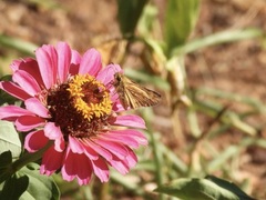 Hylephila phyleus